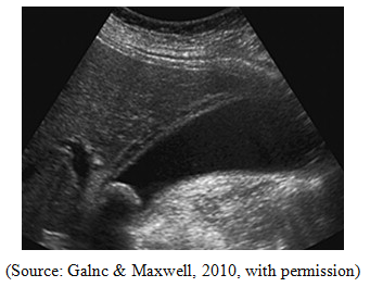 Imaging Anatomy and Pathology Assignment6.png